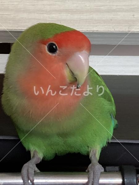 コメントの画像