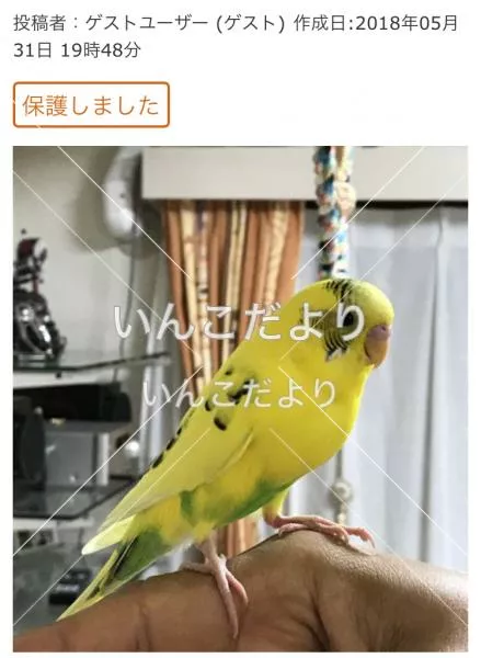 コメントの画像