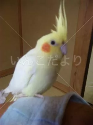 コメントの画像