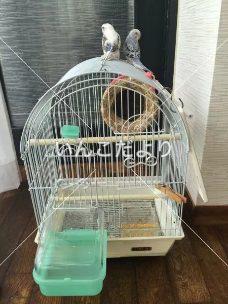 コメントの画像