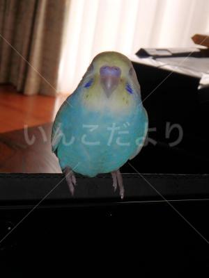コメントの画像