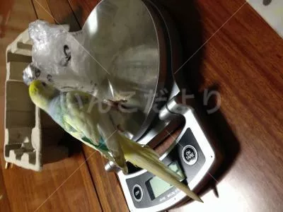 コメントの画像