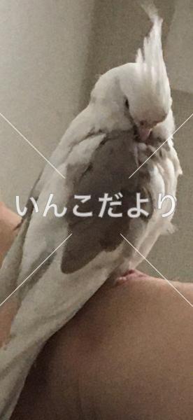 コメントの画像