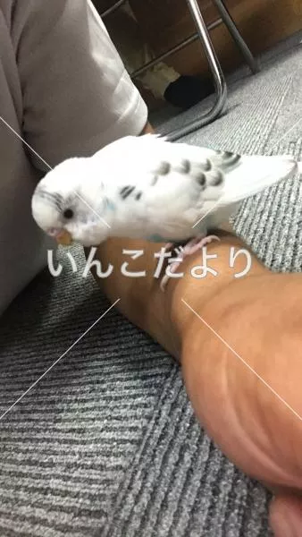 コメントの画像