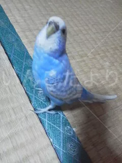 コメントの画像