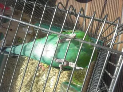 コメントの画像