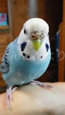 コメントの画像