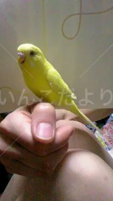 コメントの画像