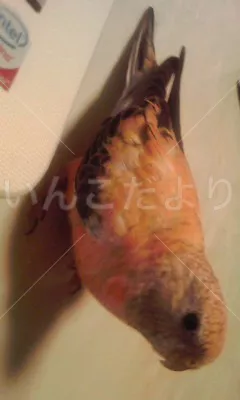 コメントの画像