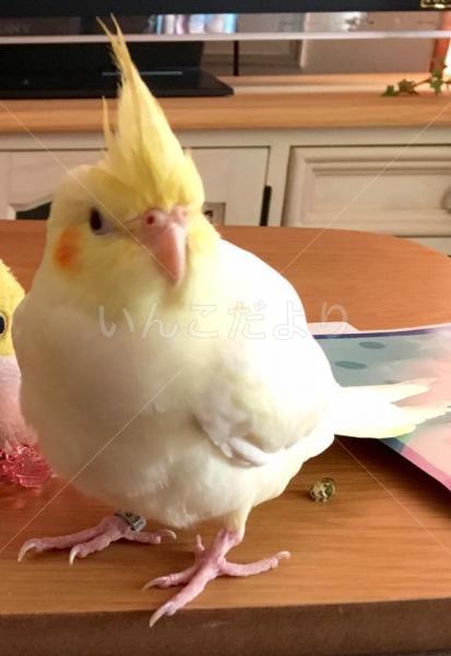 コメントの画像