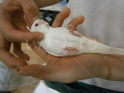 コメントの画像