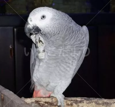 コメントの画像