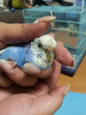 コメントの画像