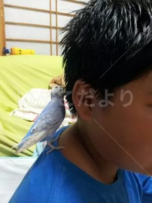 コメントの画像