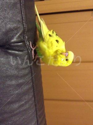 コメントの画像