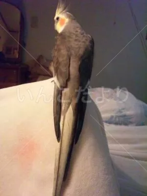 コメントの画像