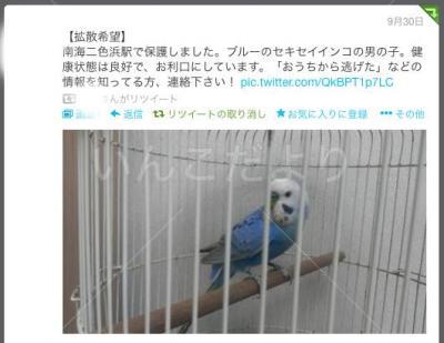 コメントの画像