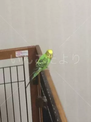 コメントの画像