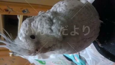 コメントの画像