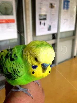 コメントの画像