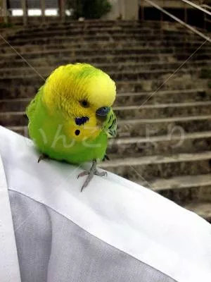 コメントの画像