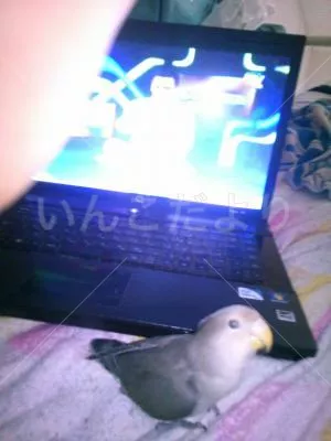 コメントの画像