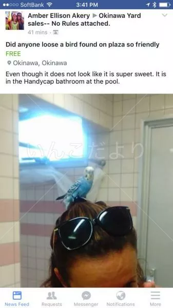 コメントの画像