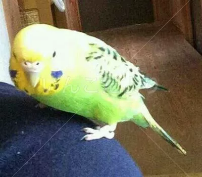 コメントの画像