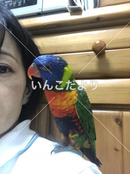 コメントの画像