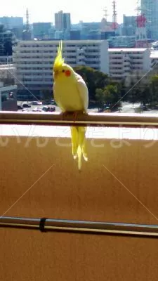 コメントの画像