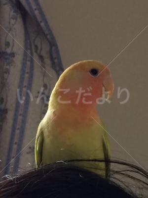 コメントの画像