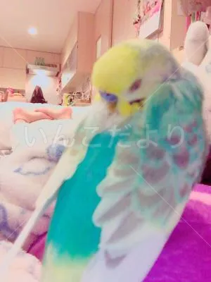 コメントの画像