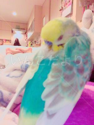 コメントの画像
