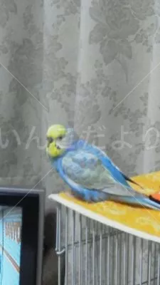 コメントの画像