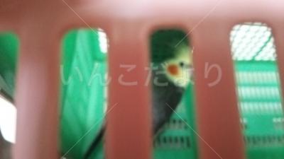 コメントの画像