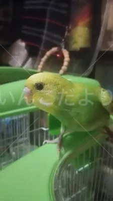 コメントの画像