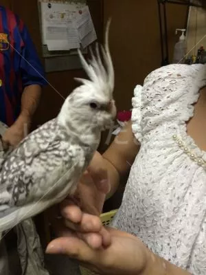 コメントの画像