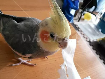 コメントの画像