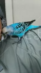 コメントの画像