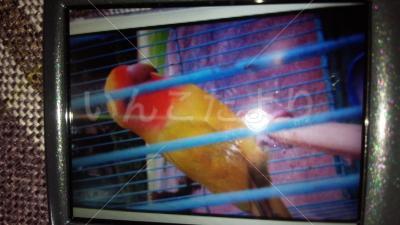コメントの画像