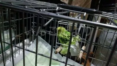 コメントの画像