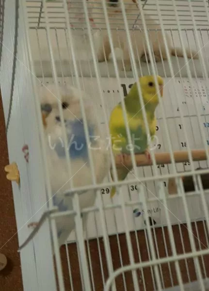 コメントの画像