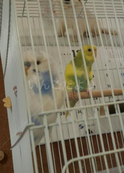 コメントの画像