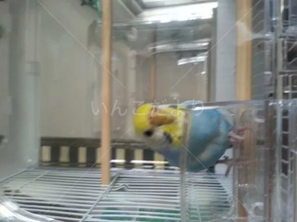 コメントの画像