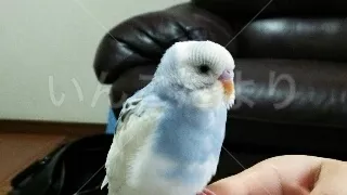 コメントの画像