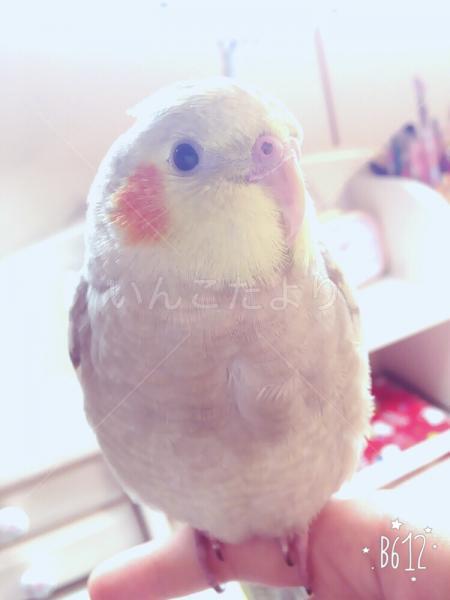 コメントの画像