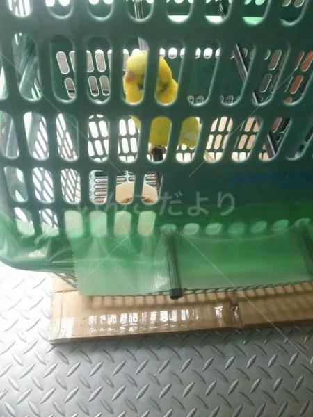 コメントの画像