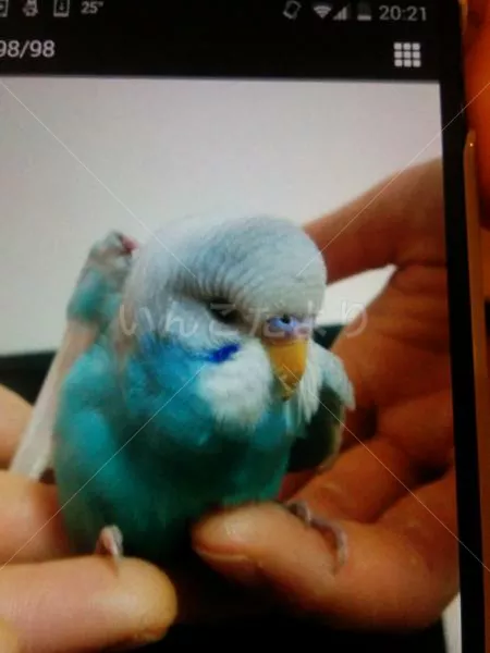 コメントの画像