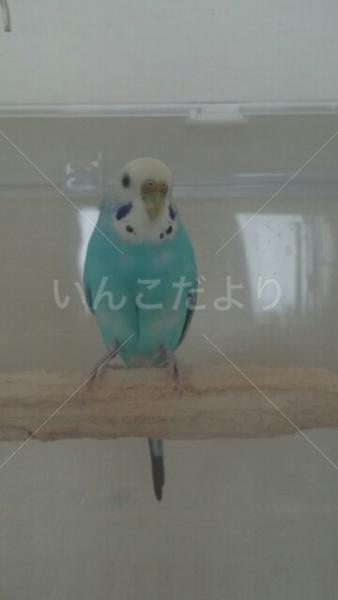 コメントの画像