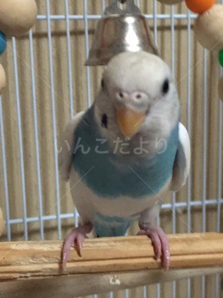 コメントの画像